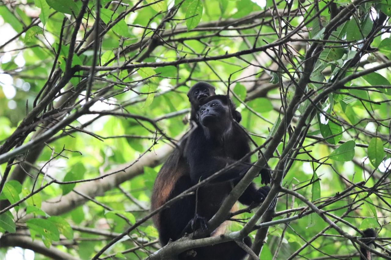 Four Monkeys Eco Lodge - Jungle & Beach Cabo Matapalo Buitenkant foto